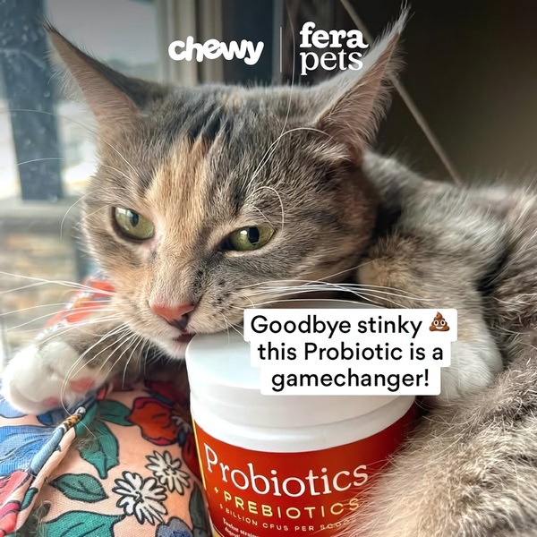 A close-up of a cat resting its head on a container of pet probiotics with text overlay addressing digestive health.